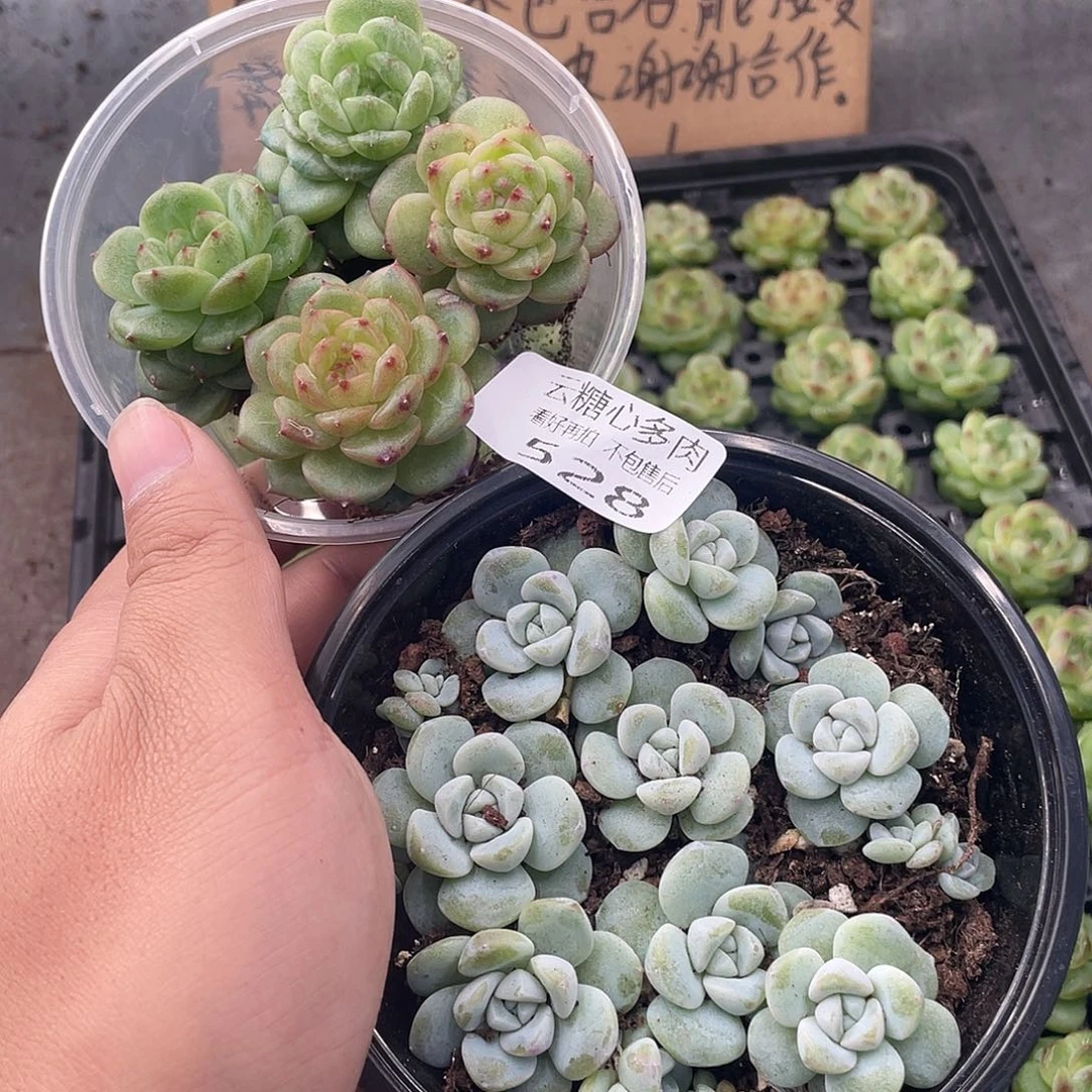 云糖心多肉植物528