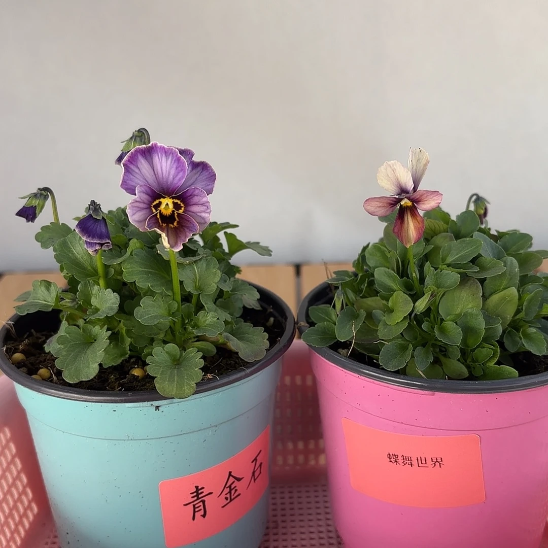 大部分开放少量花苞222