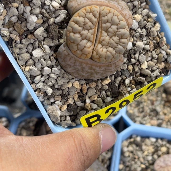 T**F2952荒1专拍