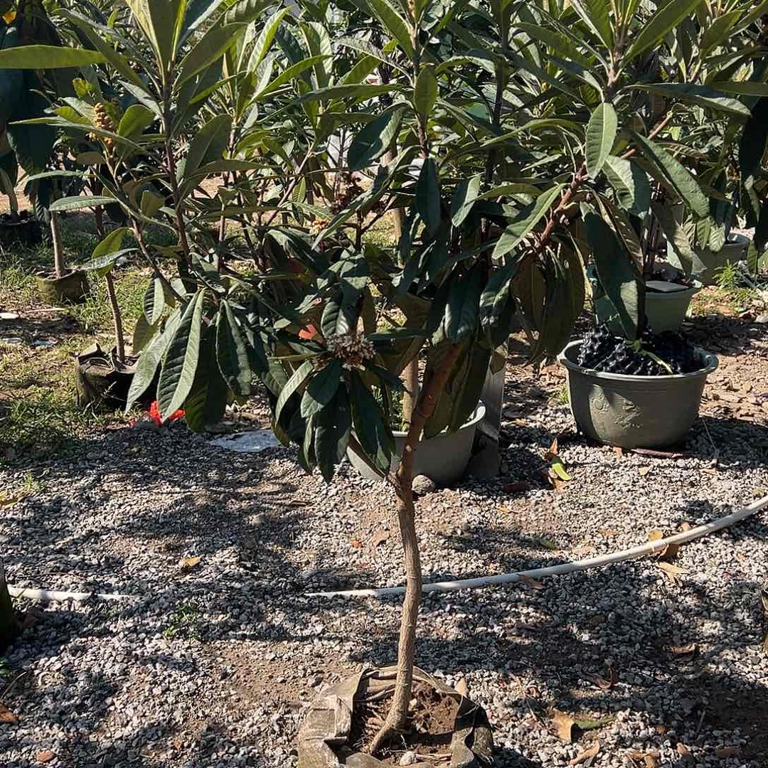 叮***响完全开放果树果树果树11111111