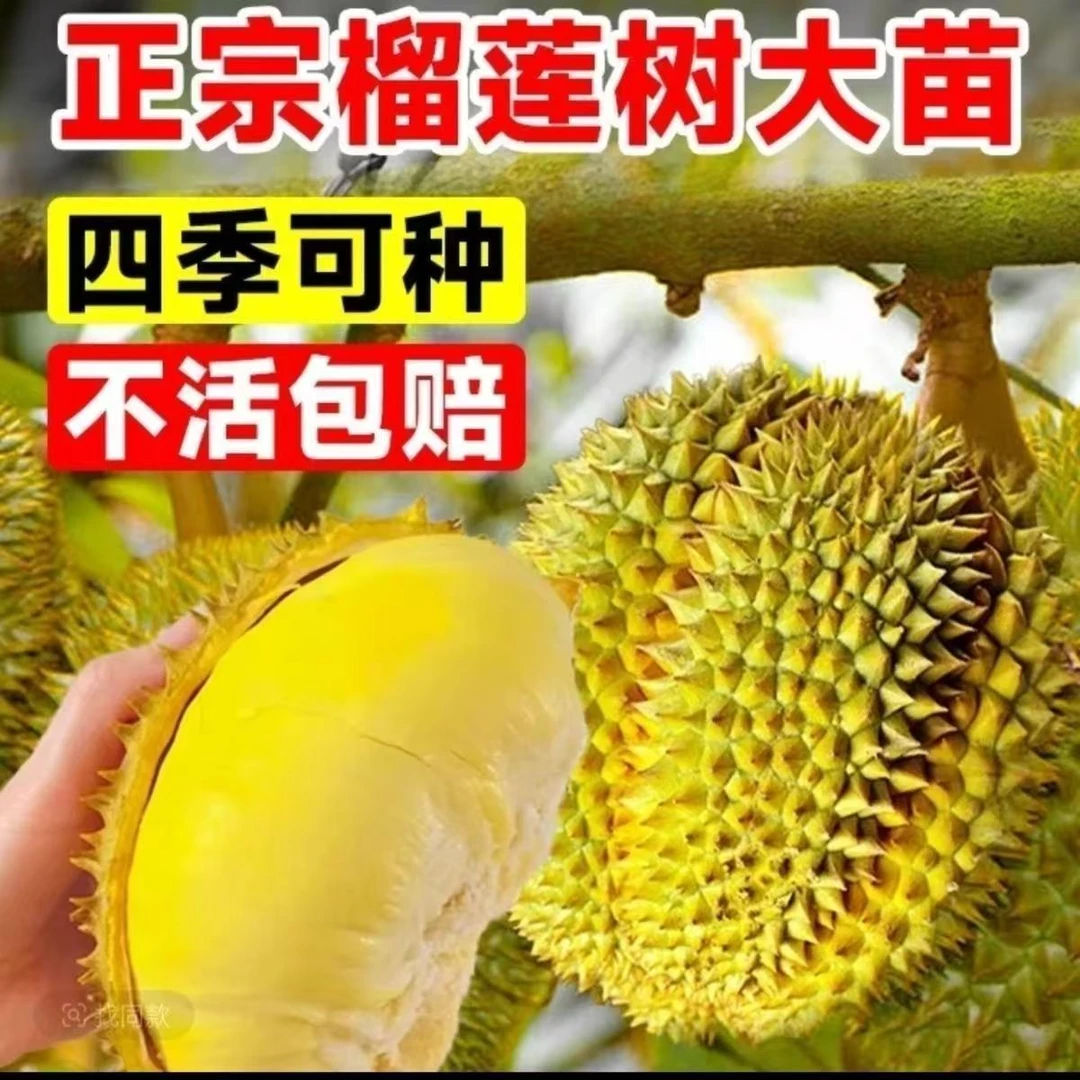 云南基地直发榴莲树苗盆栽南北种植金枕头猫山王庭院阳台四季种植