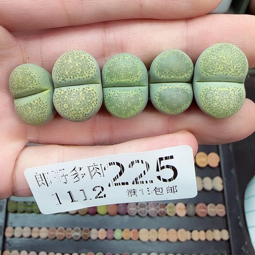 满满18包邮1112-225