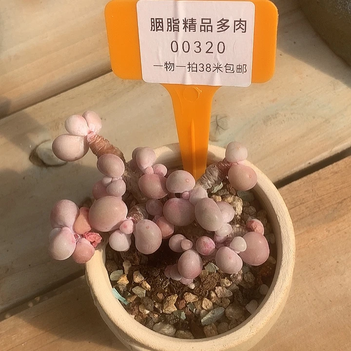 椛***芜00320，阿KTV烤鱼吧兔