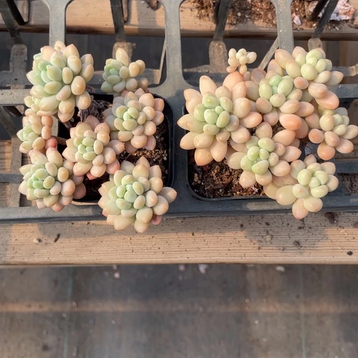 鱼子酱群老桩2颗20包邮新疆西藏不发