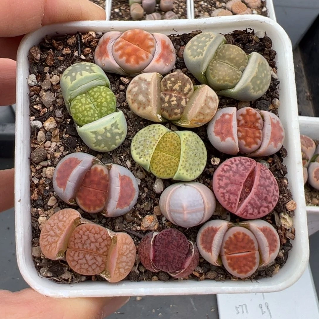 2.5好看的多肉644