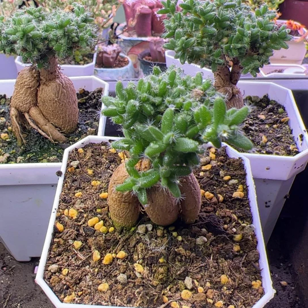 瓜***呱多肉植物姬红小松