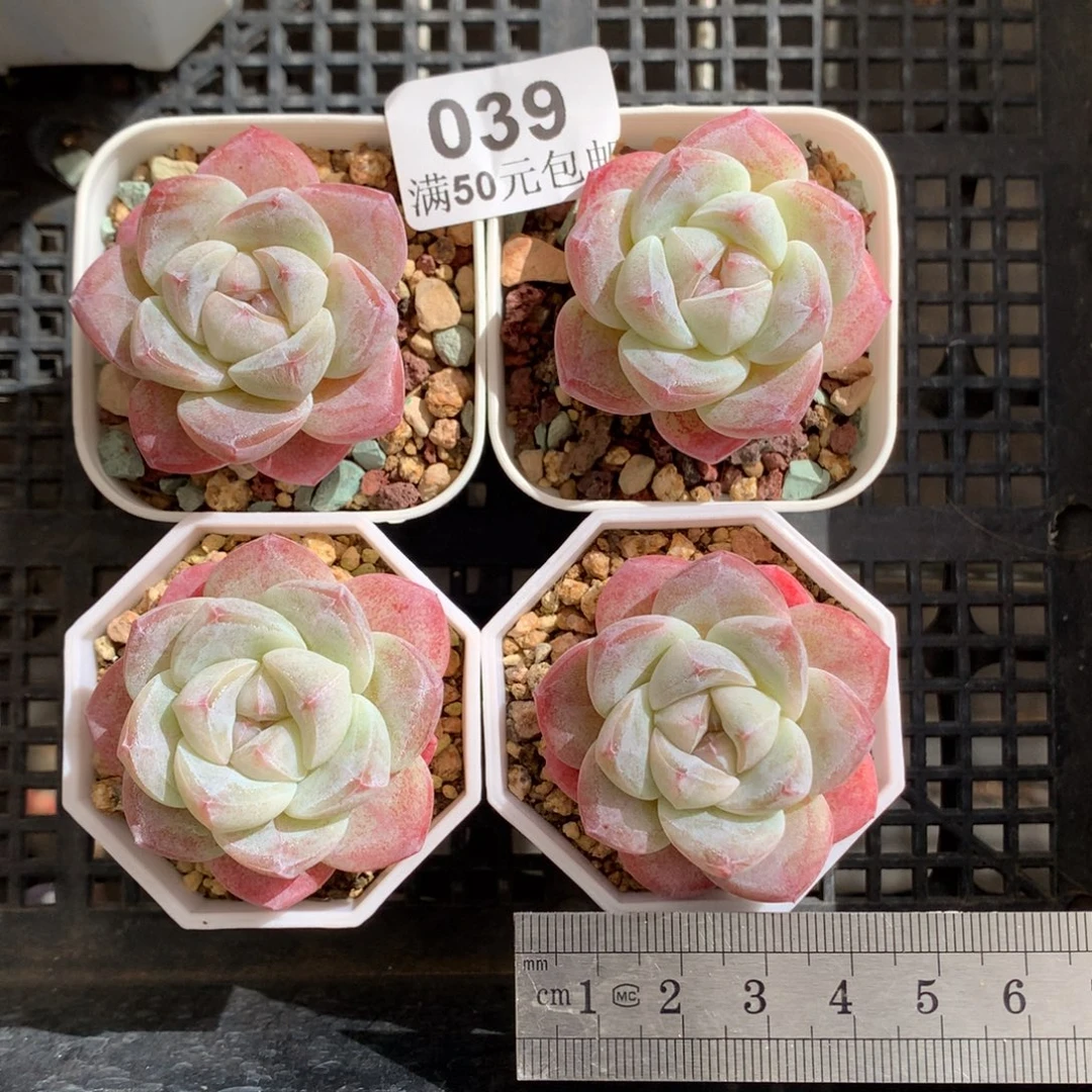 39。四颗一组白底冰玉。