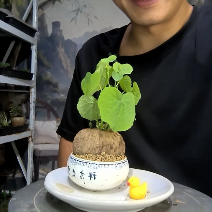 子**书中青园艺一物一拍254