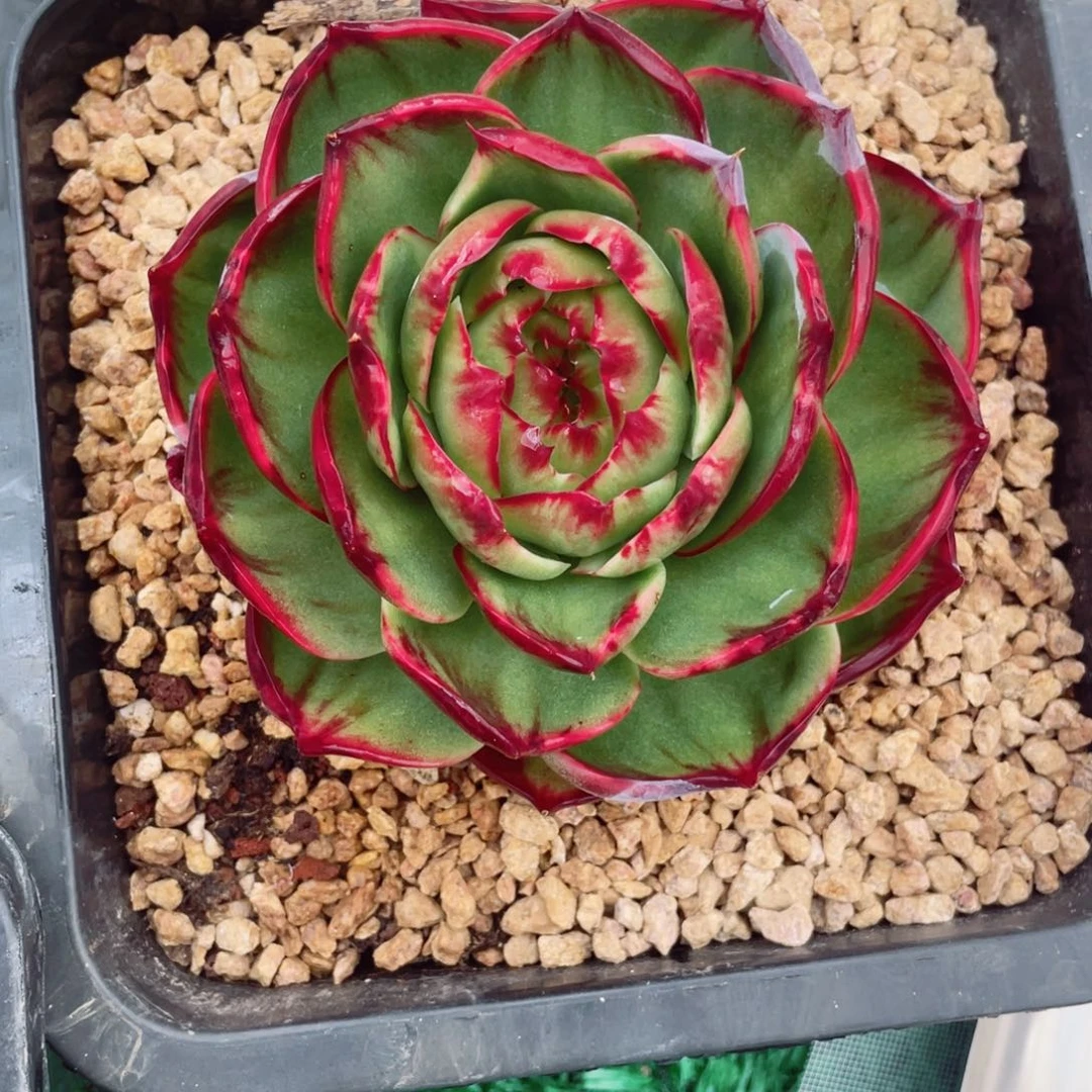 惊鸿仙子一物一拍