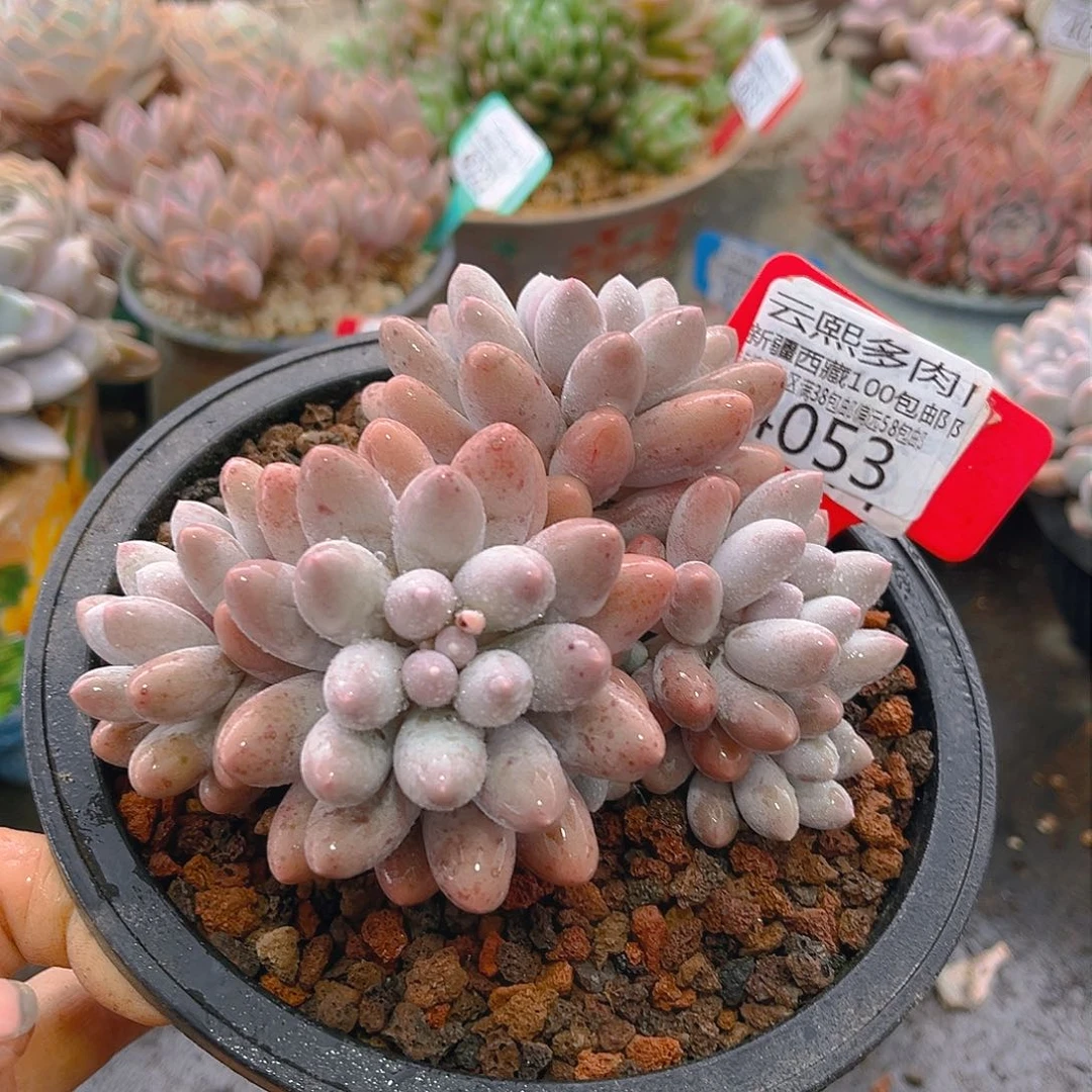 4053汤圆。
