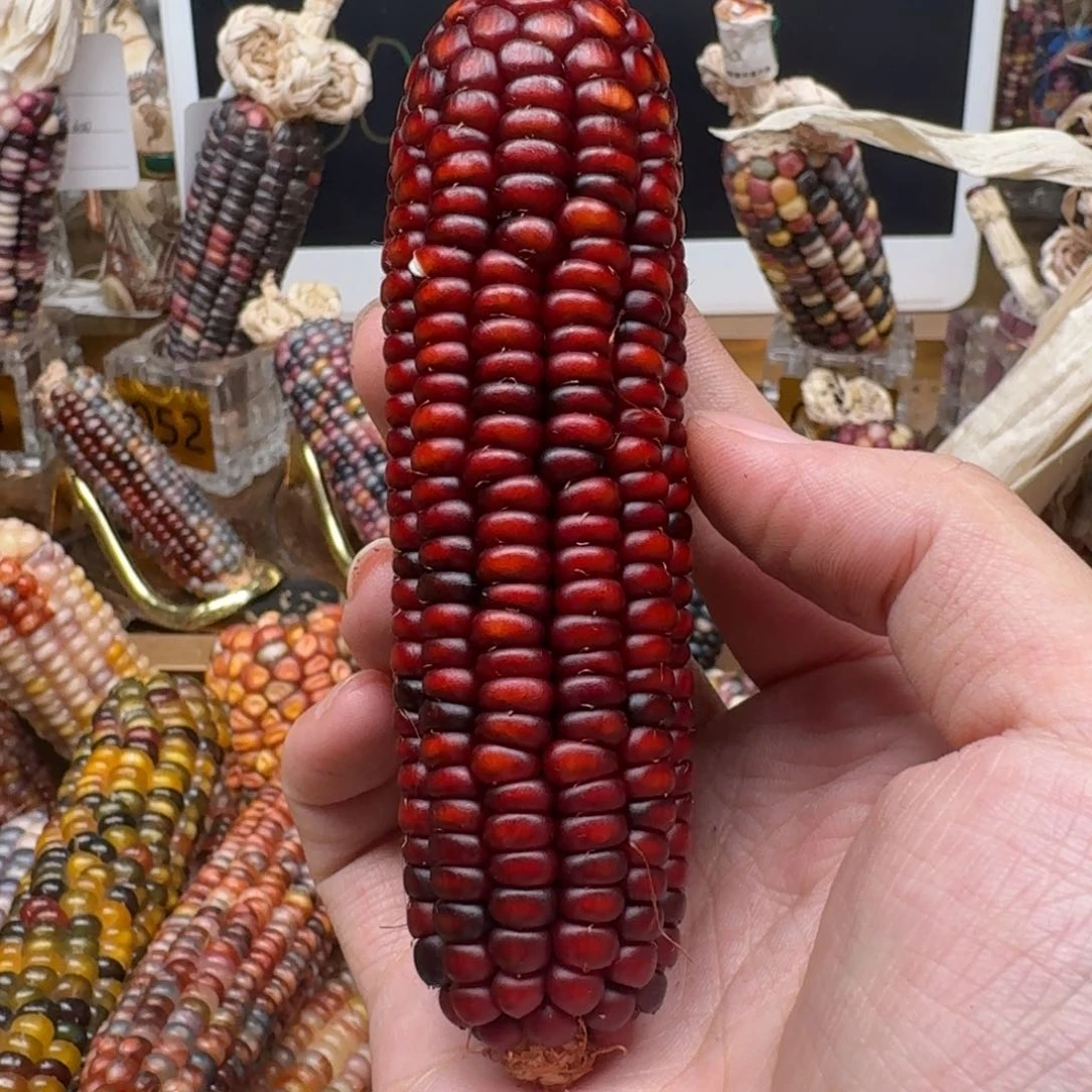 柏香籽/百香籽吊坠佩**姐