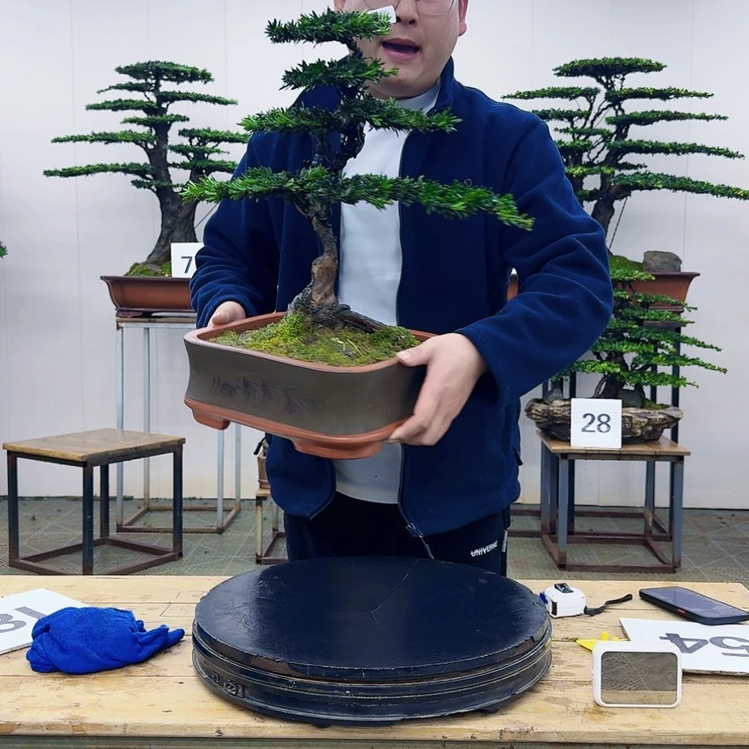 盆景米叶罗汉松盆景