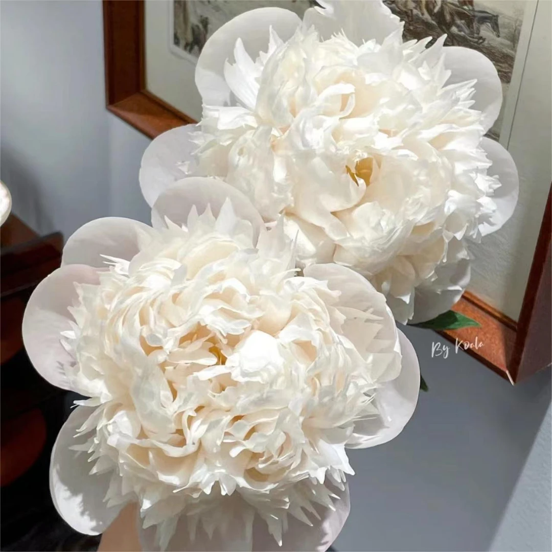 【欧文斯上校】进口芍药花苗2到5芽