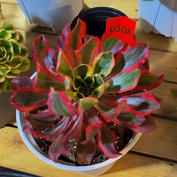 0308多肉植物魅影