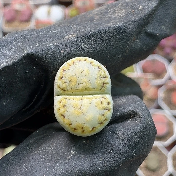 生石花11122。  370