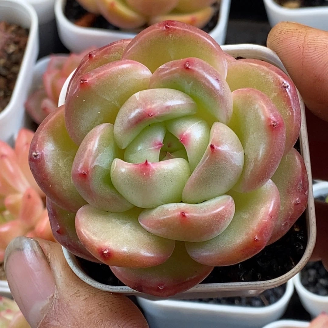 天官赐福百无禁忌