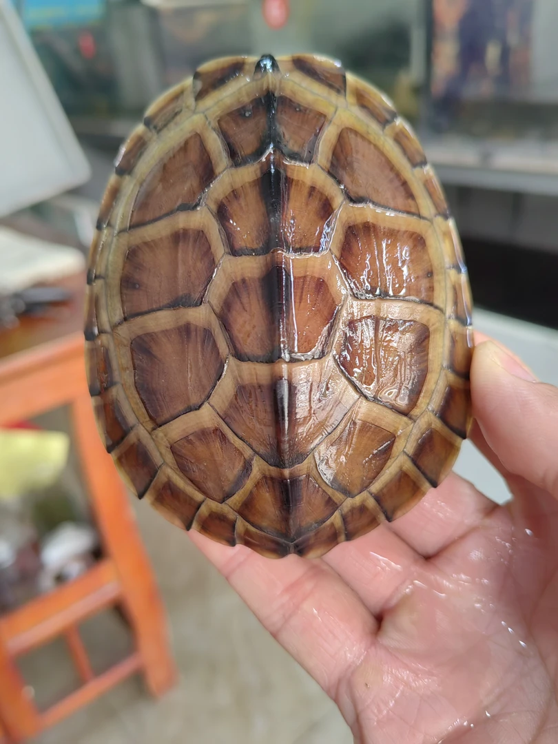 直播间现捞现拍石金钱乌龟火焰龟各种宠物龟活体乌龟包邮生态乌龟