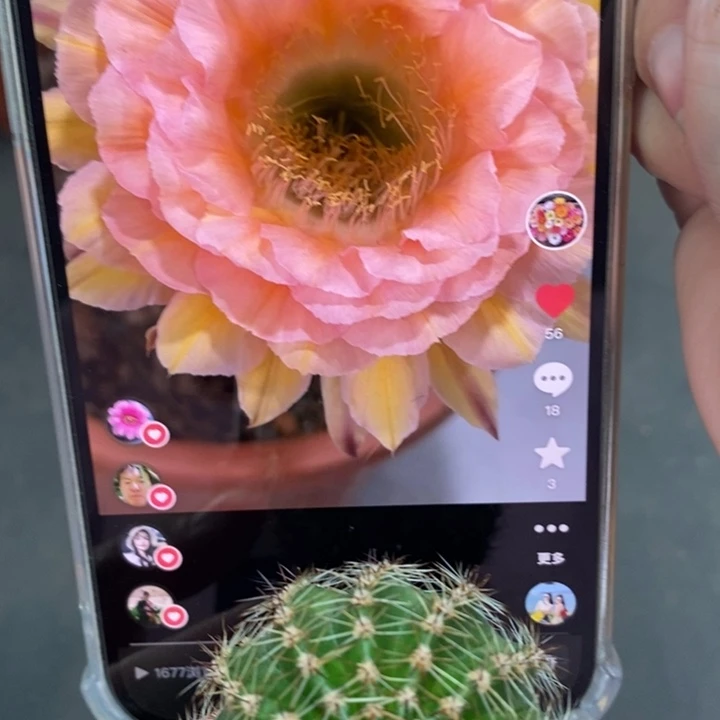 香香新梦幻侧芽3.5-4公分左右