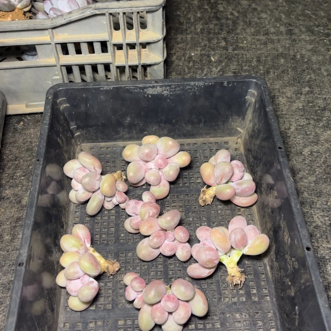 ～***～多肉植物米可奶福利7颗