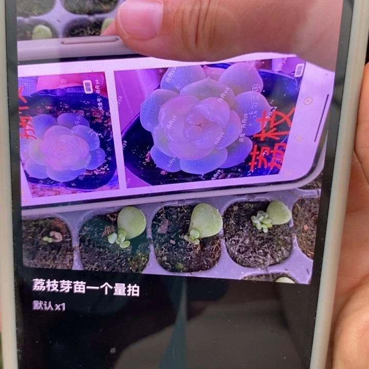 荔枝芽苗一个量拍