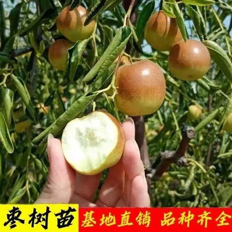 一物一拍盆栽枣树好种好养南北方阳台庭院可种