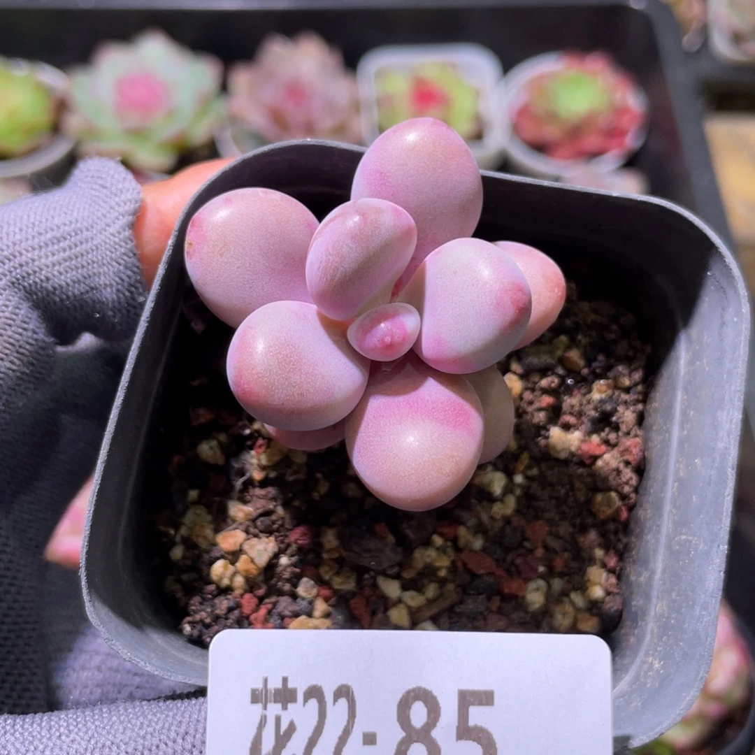 花利美22-85桃蛋