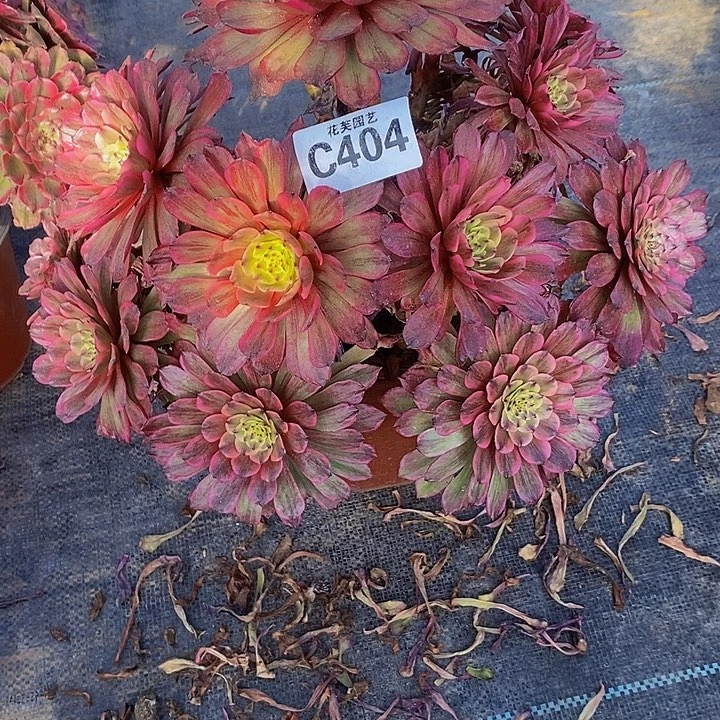 404多肉法师断指