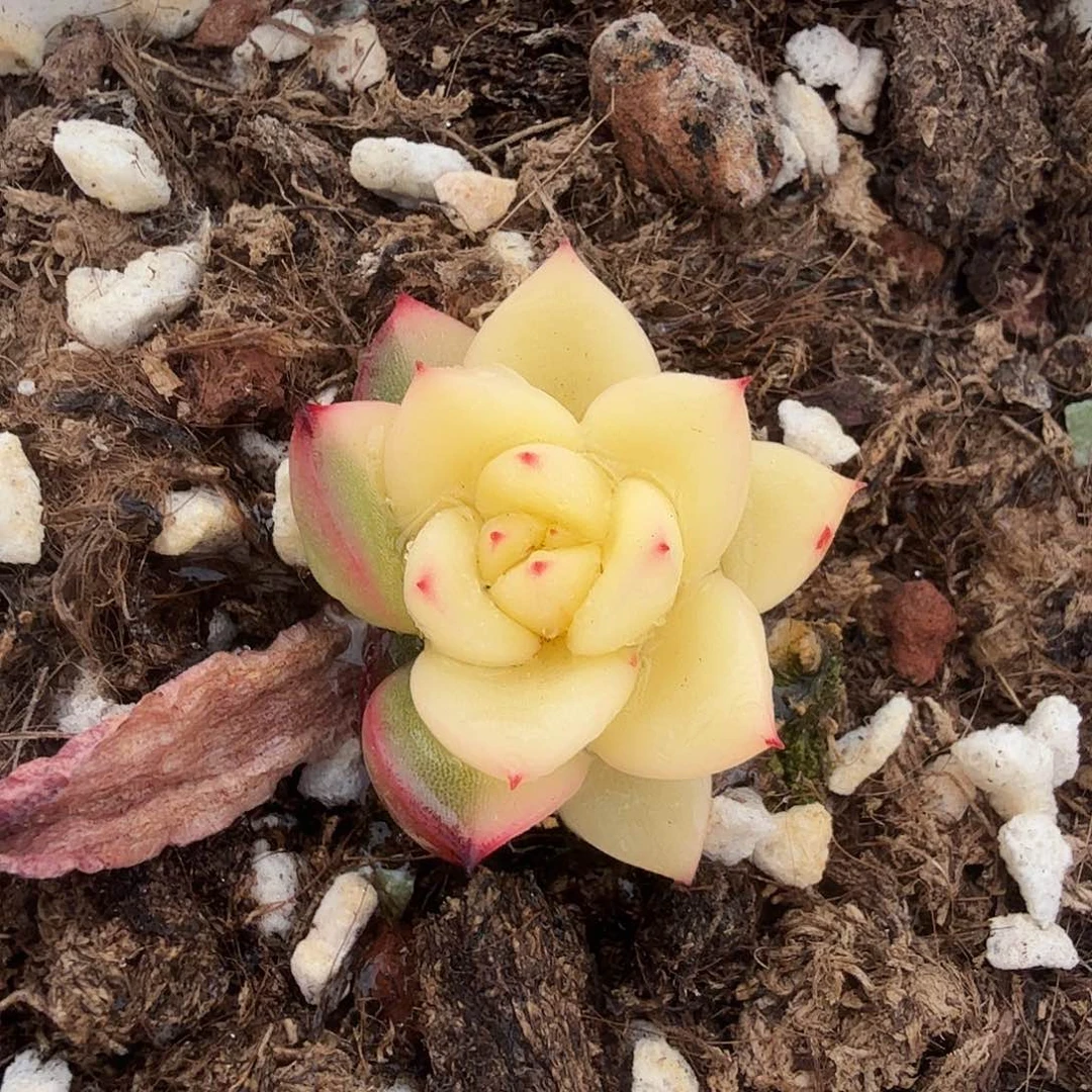 东云锦，多肉植物