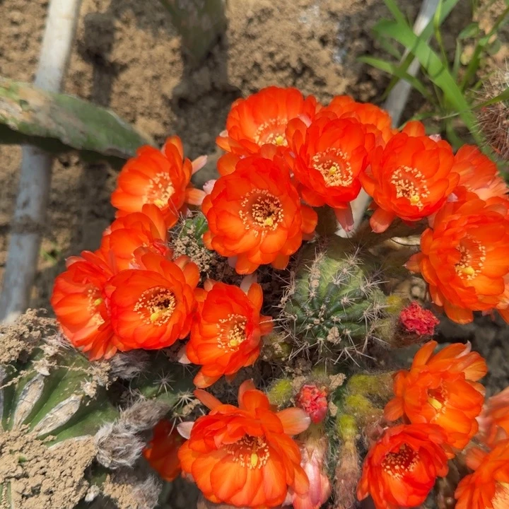 强刺白檀侧芽一个425