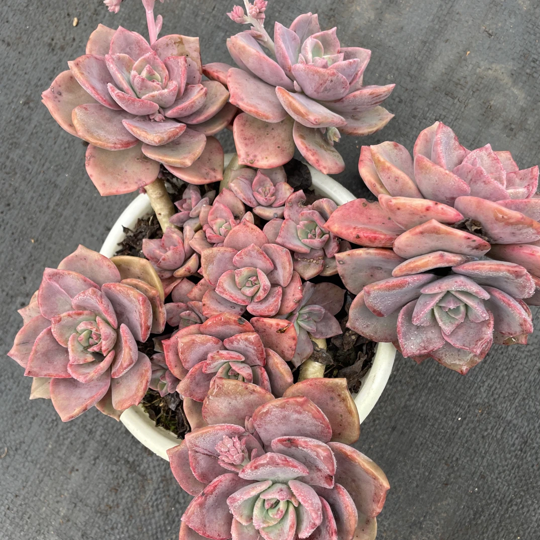 老桩彩虹糖 金金精品多肉植物