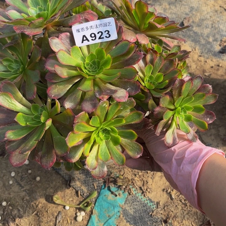 923黑黄多肉法师不包断枝