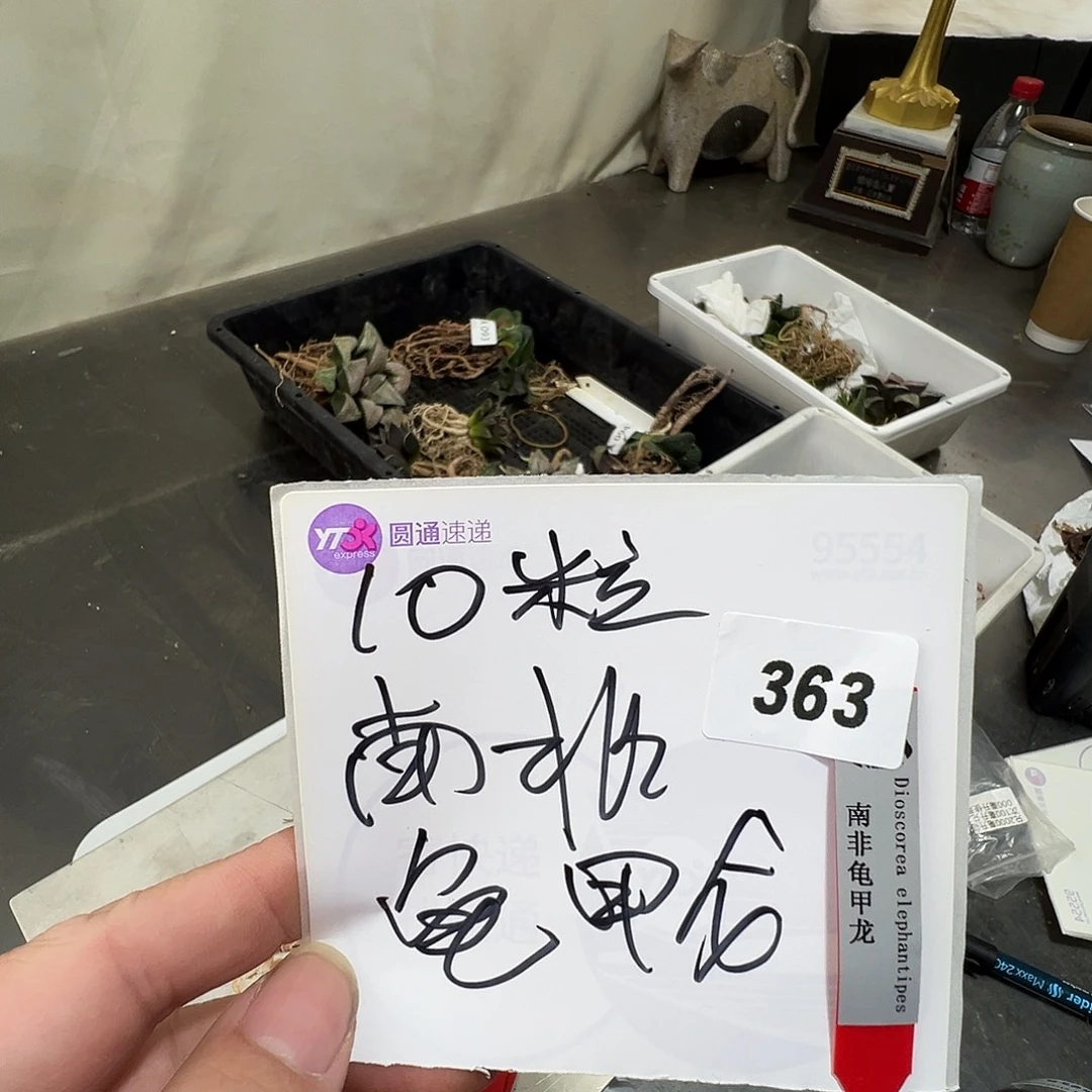 多肉植物专拍植物不退换 一物一拍 363