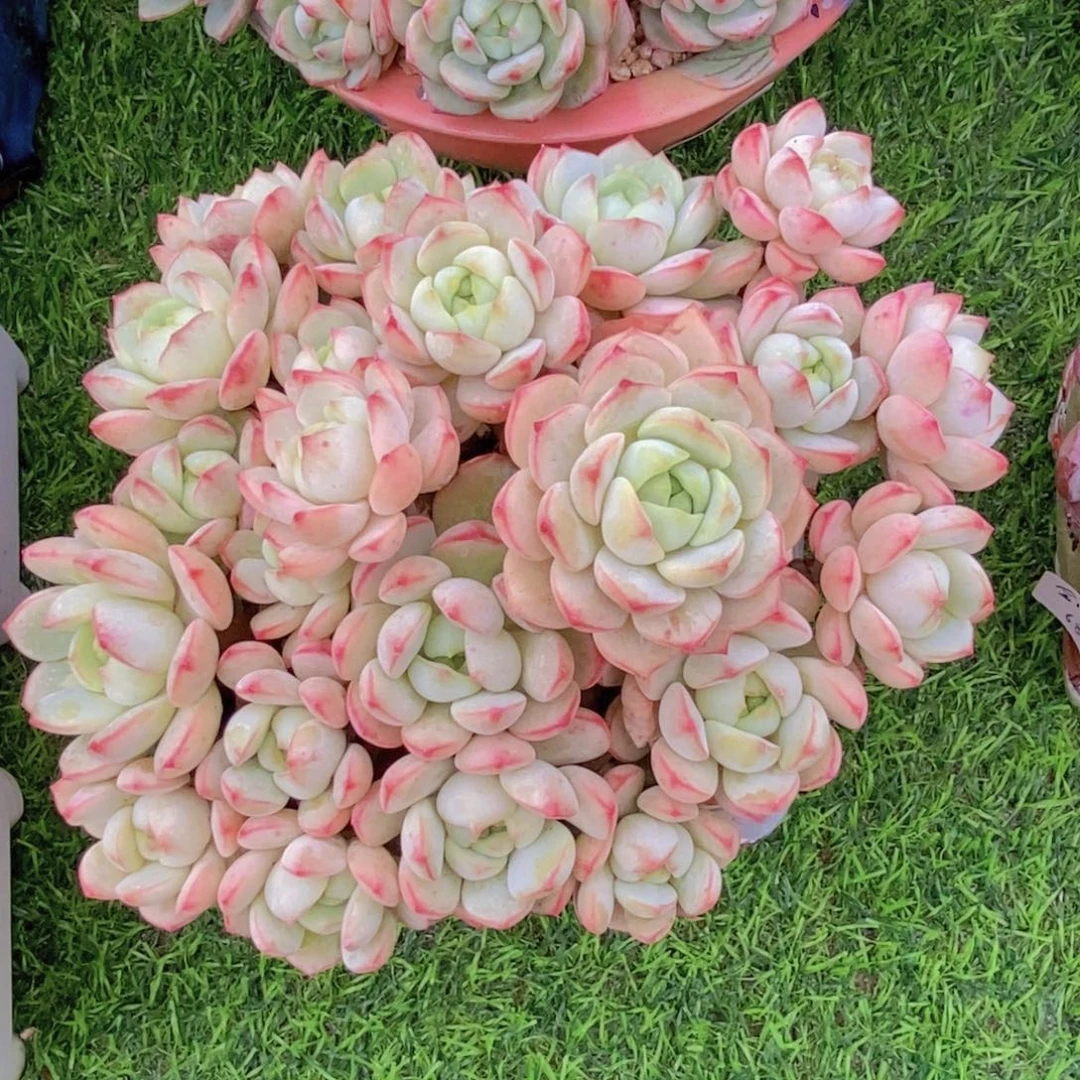 香草 一物一拍。