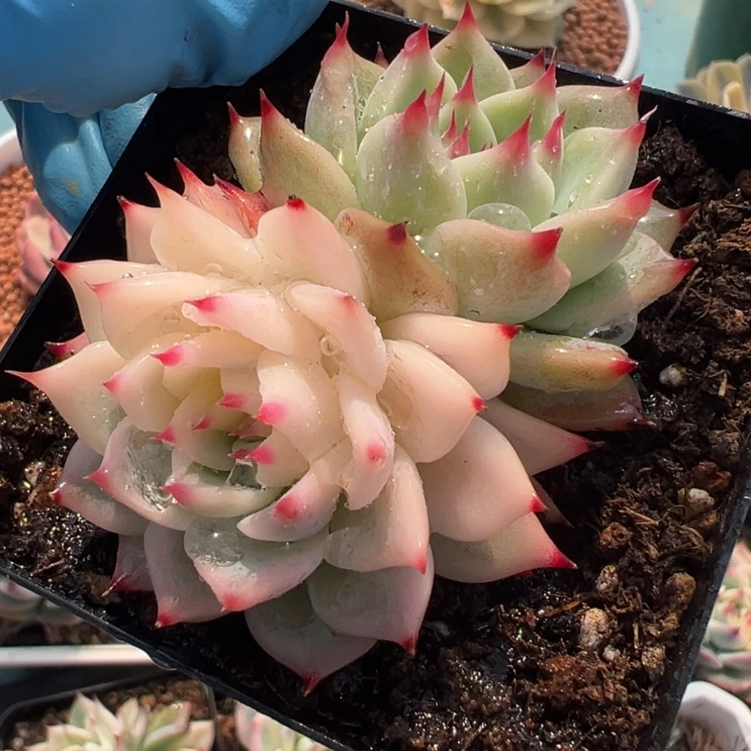 吉娃娃锦，半覆轮锦加绿头