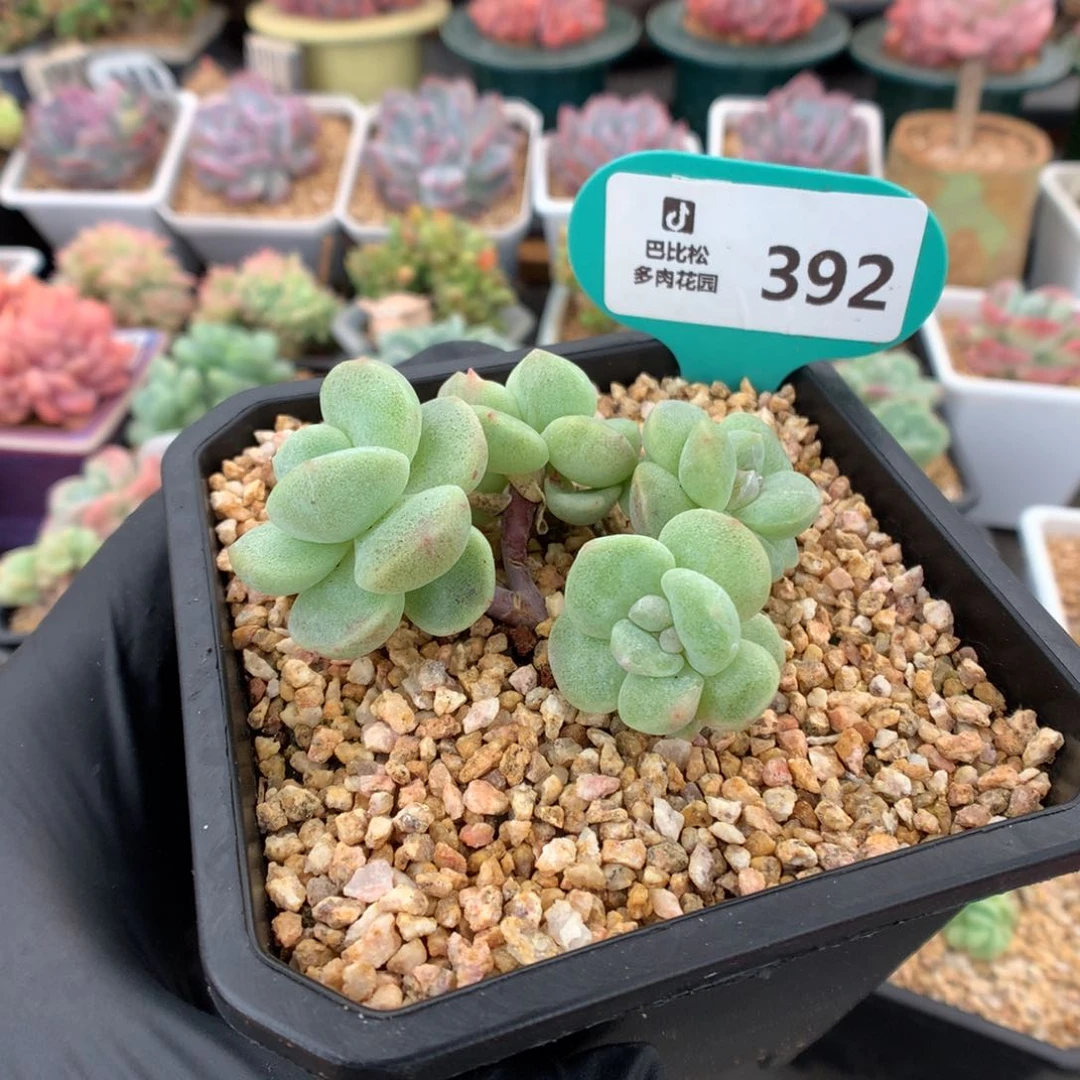 芽***ᴴ392 冰玉石化多肉