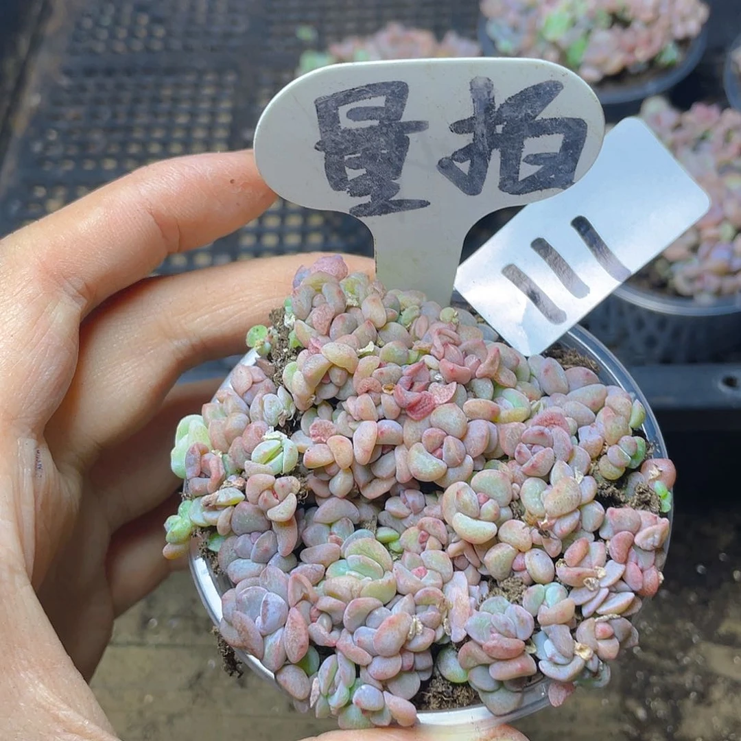 量拍多肉植物多肉植物111