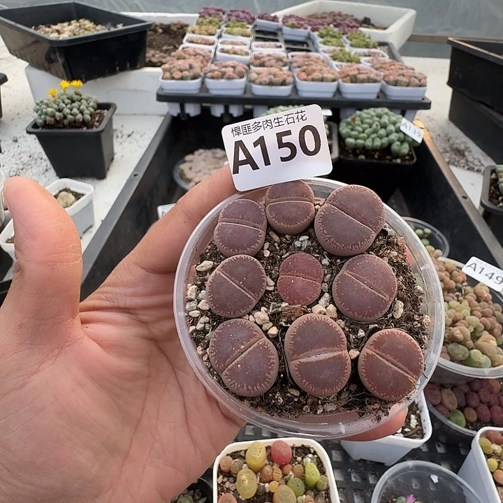 150多肉植物多肉植物