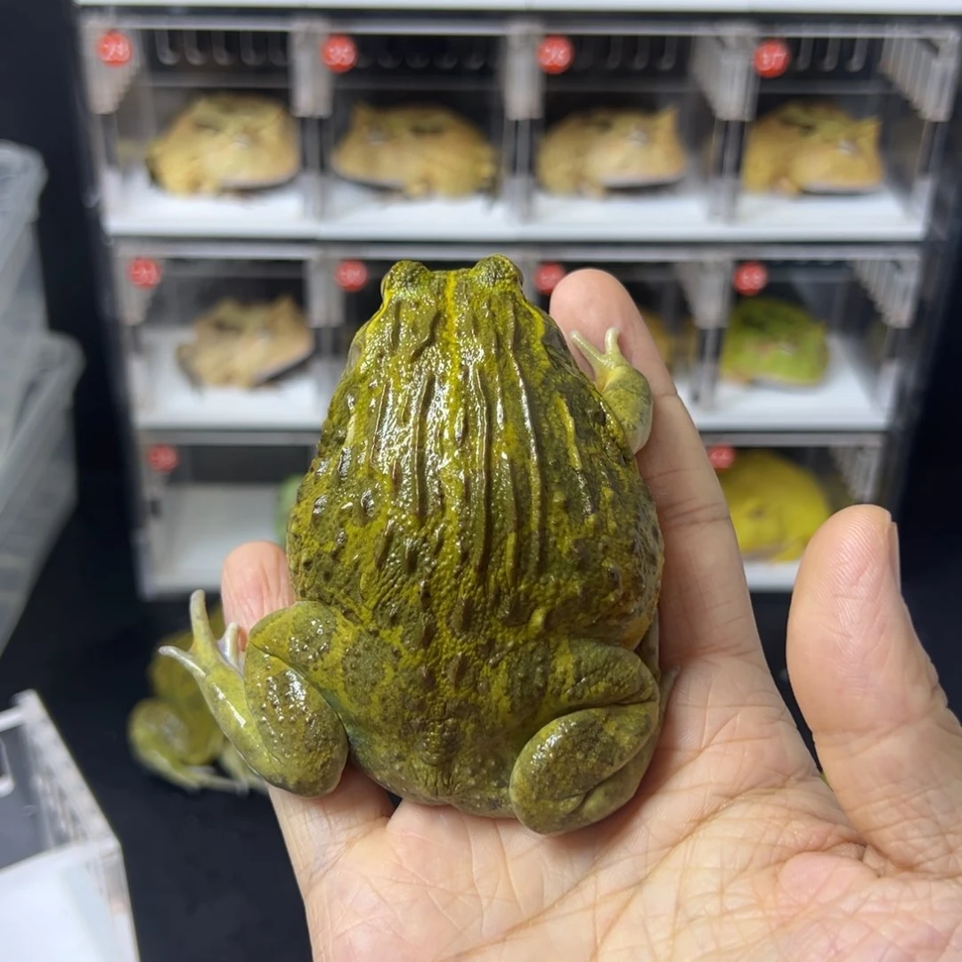 角蛙非洲牛蛙9/10