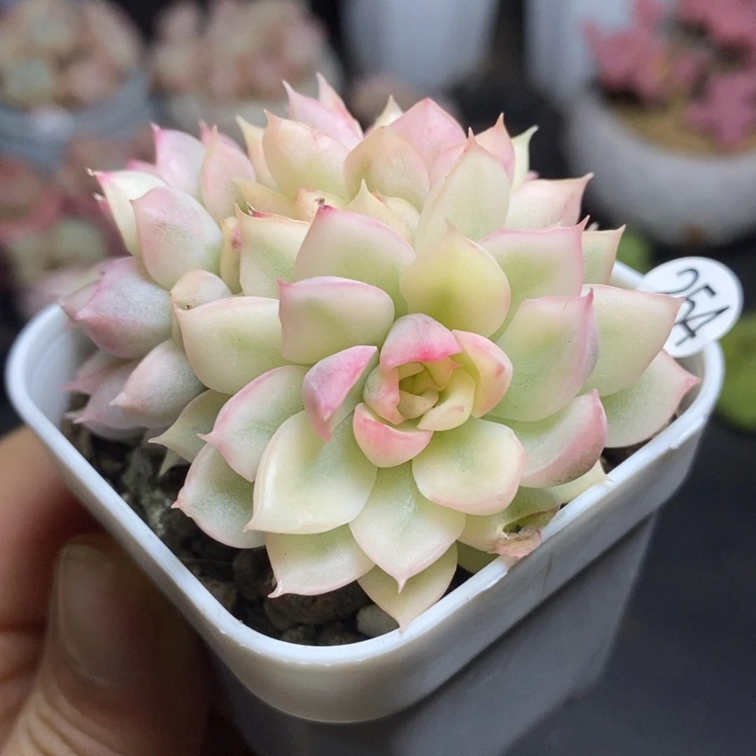 精品多肉小冠服254