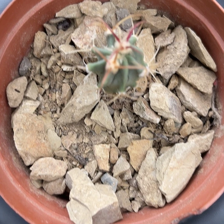 晓***呀神龙玉实生根系东北货