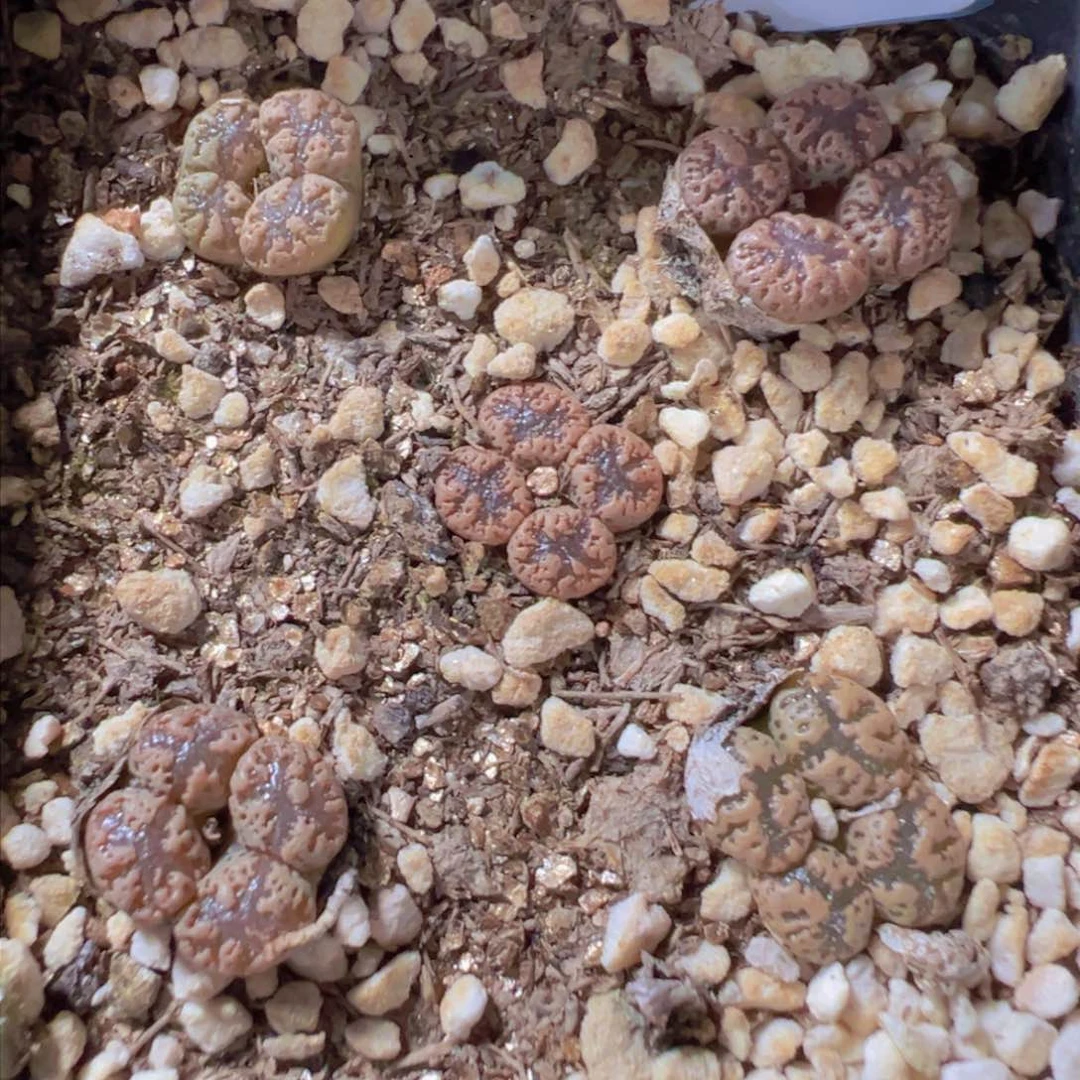 30-104肉锥多肉植物，