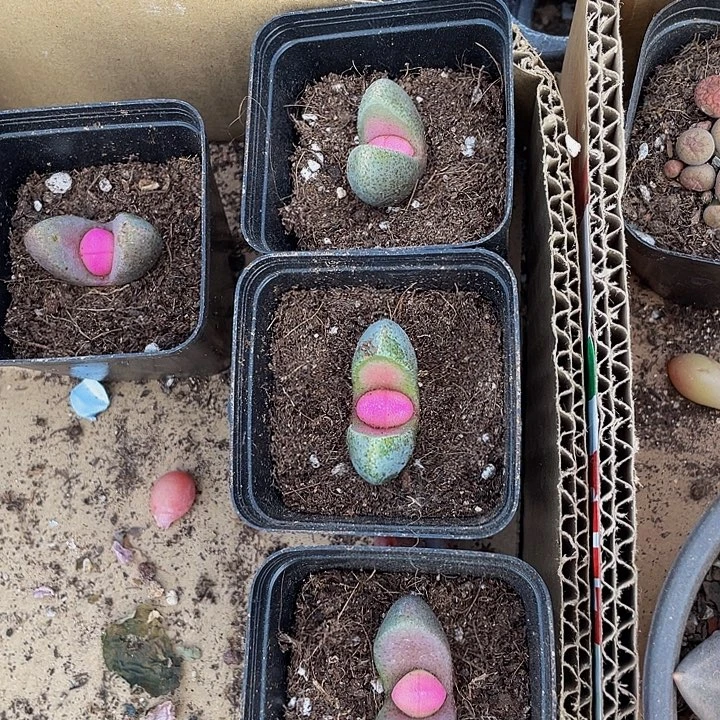 粉元宝3.8带盆土发货