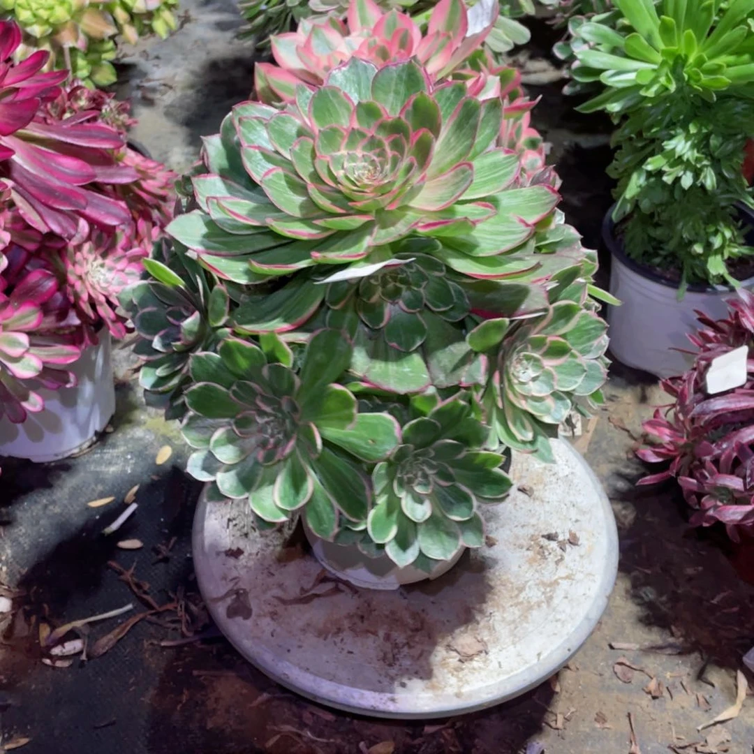 多肉植物莲花座652