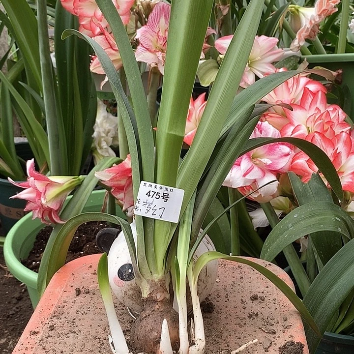 全部花朵梦幻4.8厘米坨坨475号