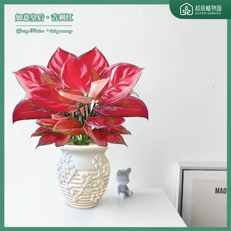 吉利红如意室内盆栽如意皇后客厅办公桌面好养花卉四季绿植
