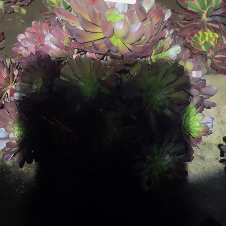 多肉法师330号红中班不包损