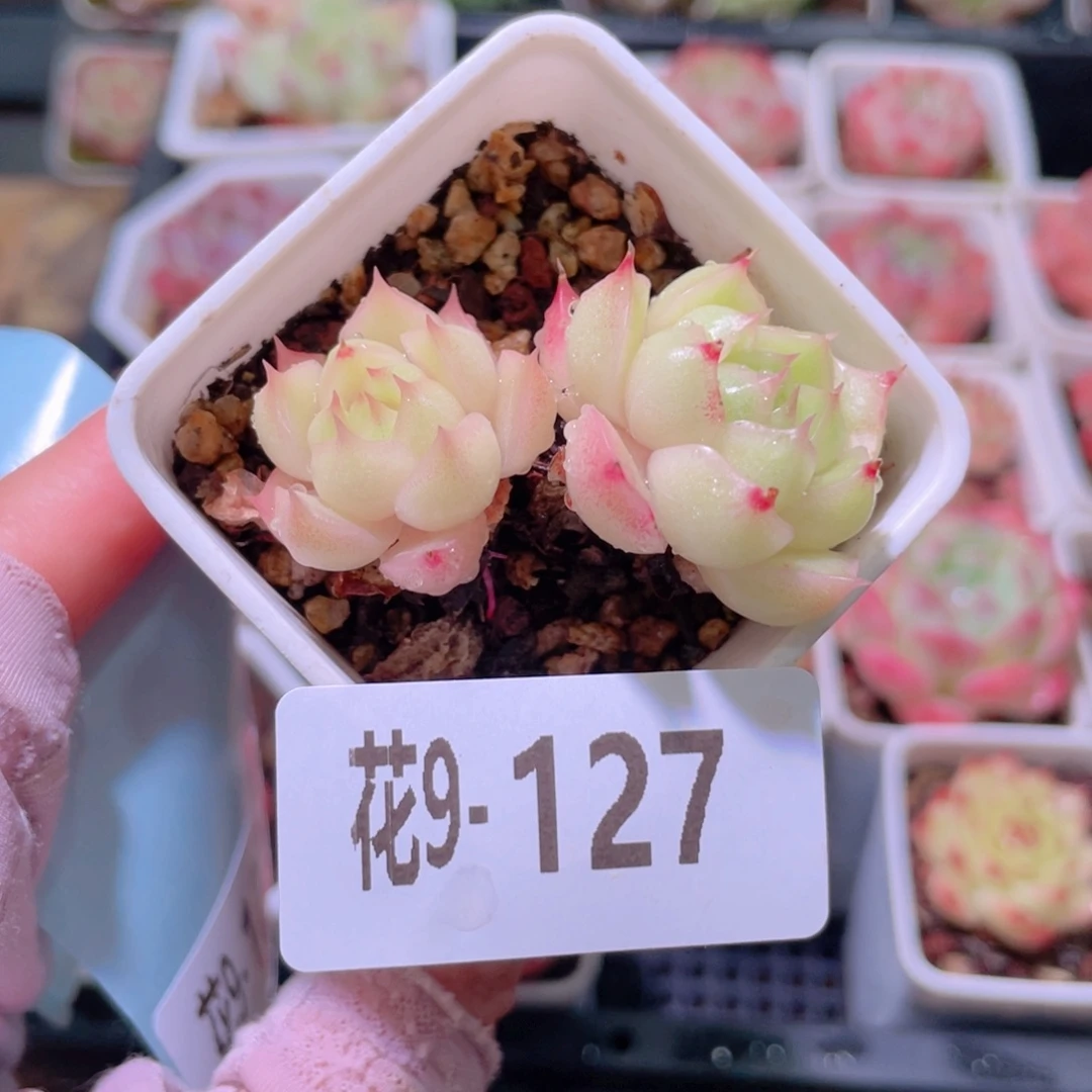 花利美9-127麦秆 不包整