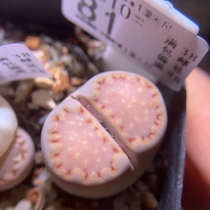 精品生石花多肉310.81