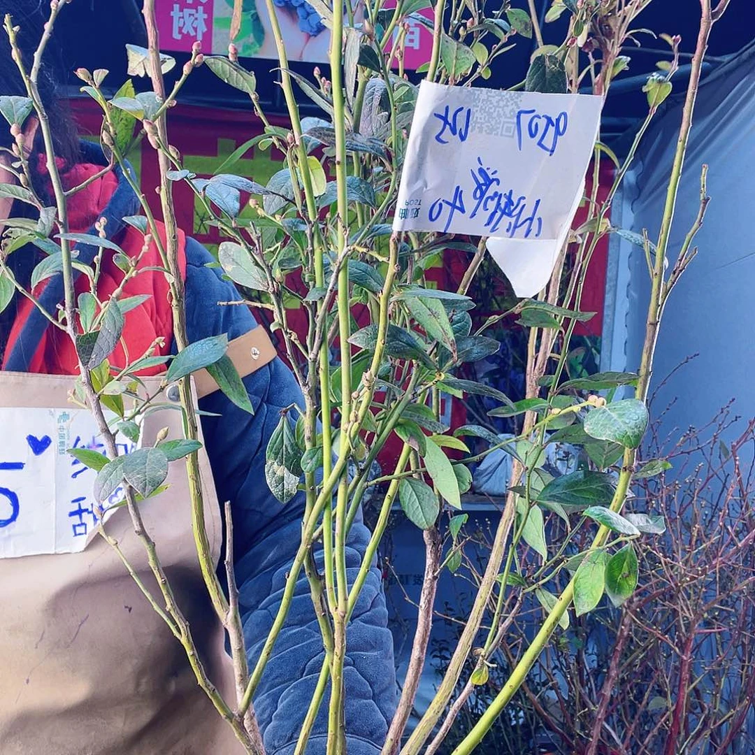 完全开放大果纯甜无酸蓝莓