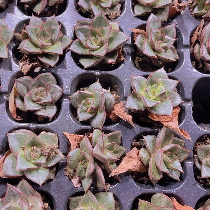 精品麒麟座多肉植物